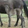 Black filly, Bueno Chex, Dry Doc mare