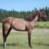 Grulla filly, yearling, Bueno Chex, Dry Doc mare